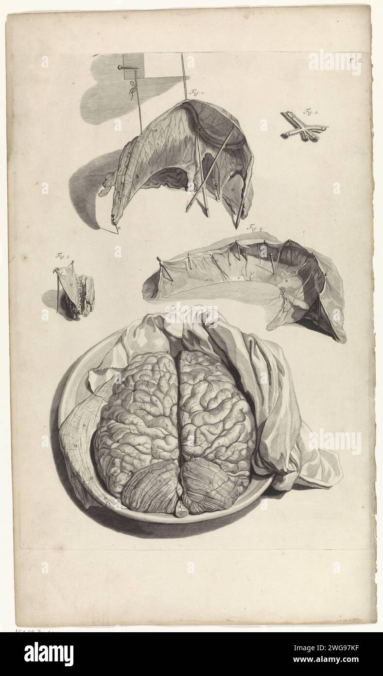 Anatomische Untersuchung eines Teils des Schädels und des Gehirns, Pieter van Gunst, nach Gerard de Lairesse, 1685 Print Anatomische Untersuchung von Teilen des Schädels. Unten: Anatomische Untersuchung des Gehirns. Oben rechts nummeriert T 8. Amsterdamer Papiergravurgehirn. (Menschlicher) Schädel Stockfoto