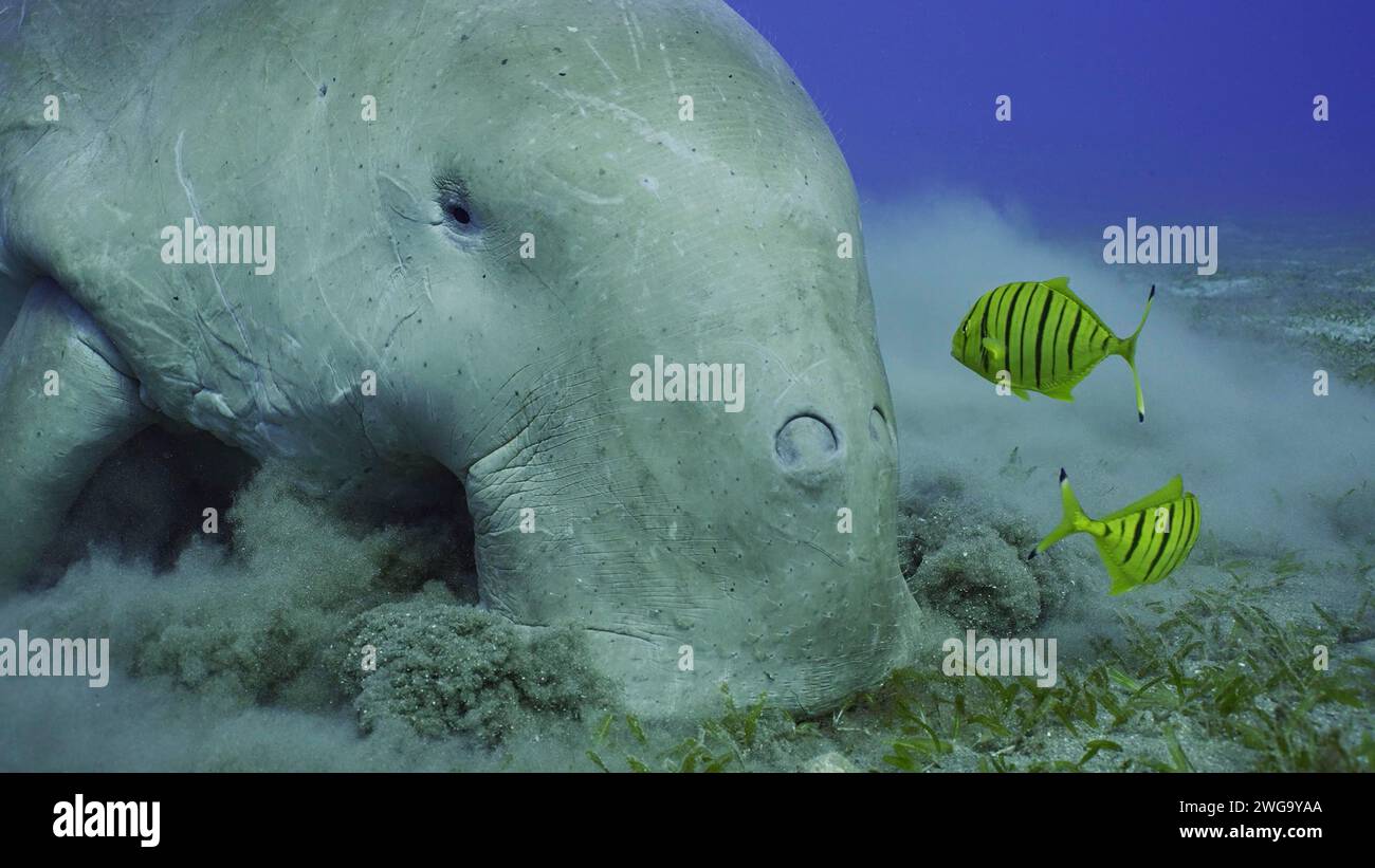 Nahaufnahme von Seekuh, die Algen auf Seegraswiesen isst. Dugong (Dugong dugon) begleitet von einer Schule von goldenen Trevally Fischen (Gnathanodon speciosus) Stockfoto