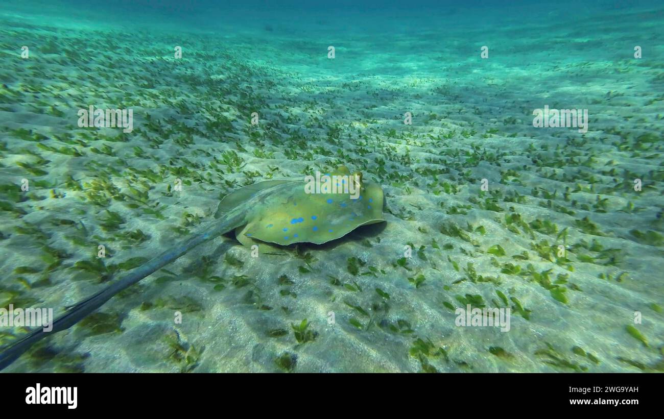 Rückblick auf Stachelrochen, der an einem sonnigen Tag über dem Meeresboden schwebt. Blauer Stachelrochen oder Blauer Fleckenrochen (Taeniura Lymma) schwimmen über dem Sandboden Stockfoto