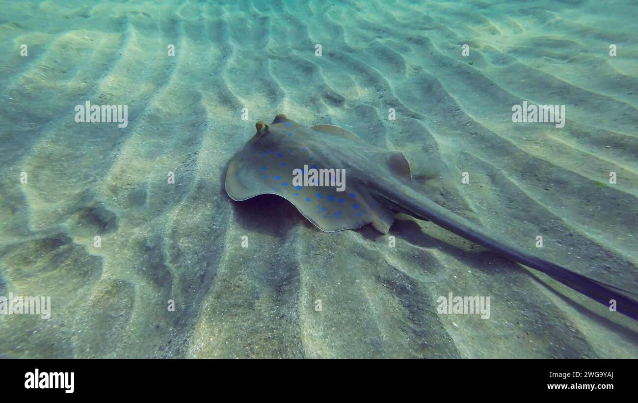 Rückblick auf Stachelrochen, der an einem sonnigen Tag über dem Meeresboden schwebt. Blauer Stachelrochen oder Blauer Fleckenrochen (Taeniura Lymma) schwimmen über dem Sandboden Stockfoto