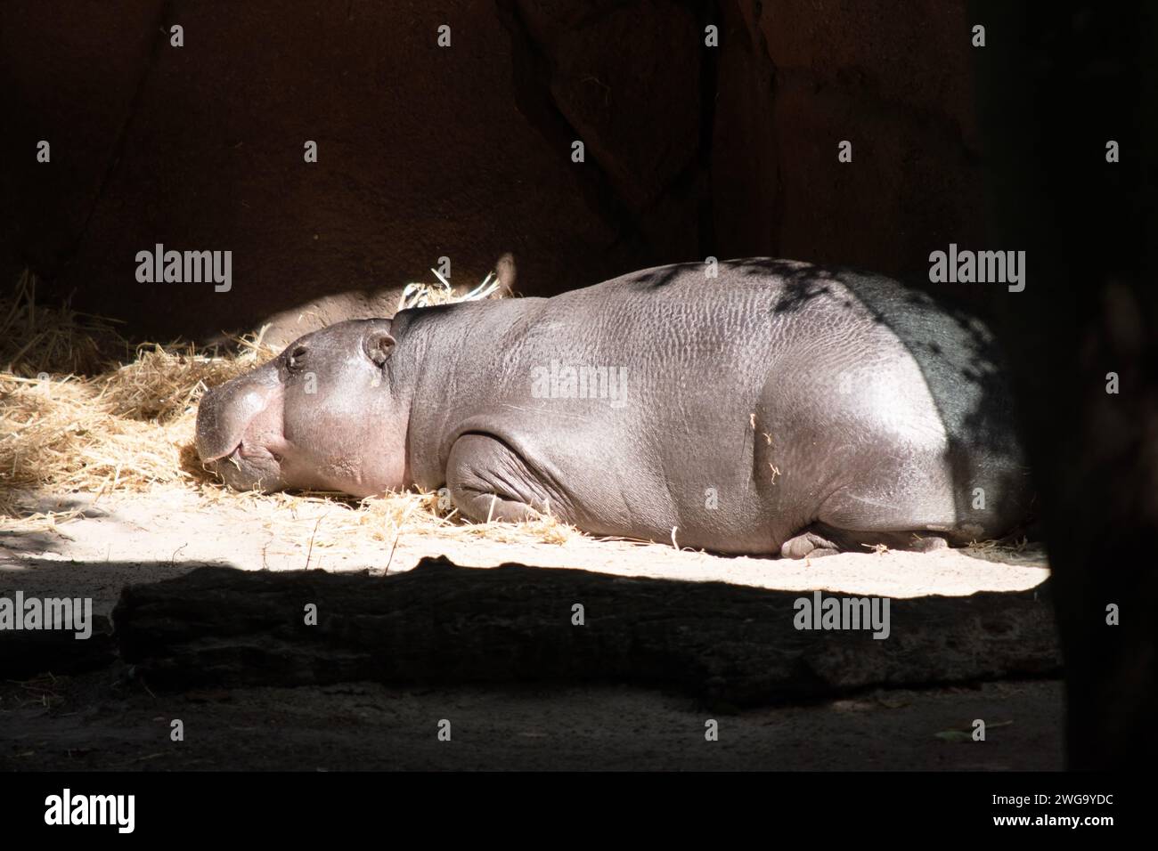 Pygmäen-Flusspferde sind große, halbaquatische Säugetiere mit einem großen tonnenförmigen Körper, kurzen Beinen, einem kurzen Schwanz und einem riesigen Kopf Stockfoto