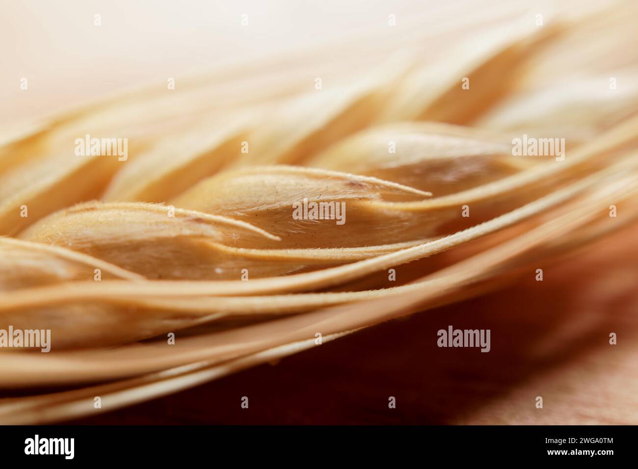 Makrofoto eines Weizenohrs mit einem Insekt Stockfoto