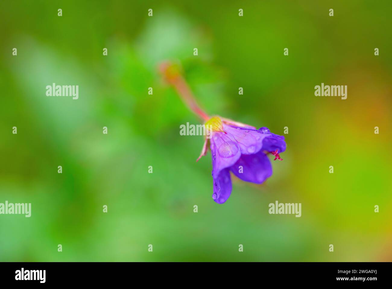 Lila Blume mit Wassertropfen, Querformat, geringe Tiefenschärfe, Nahaufnahme, Tynset, Innladet, Norwegen Stockfoto