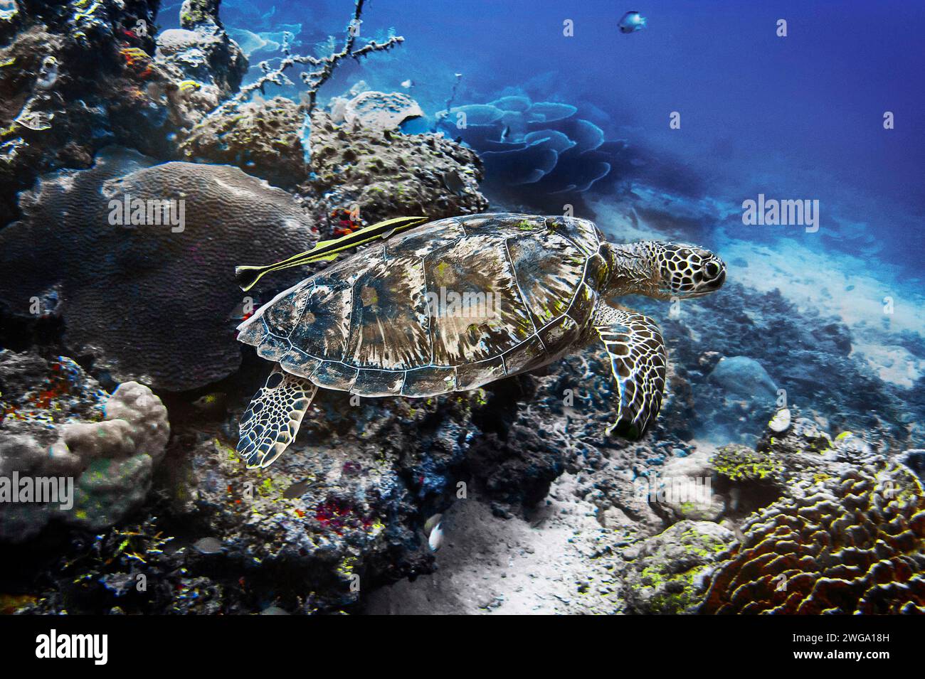 Grüne Schildkröte (Chelonia mydas) und lebende Haifischsucker (Echeneis naucrates), Wakatobi Dive Resort, Sulawesi, Indonesien Stockfoto