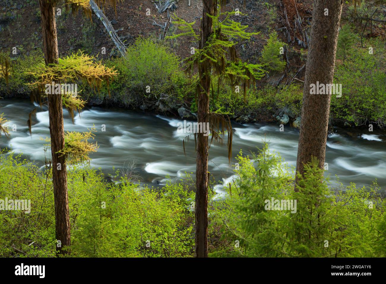 Malheur Wild and Scenic River, Malheur National Forest, Oregon Stockfoto