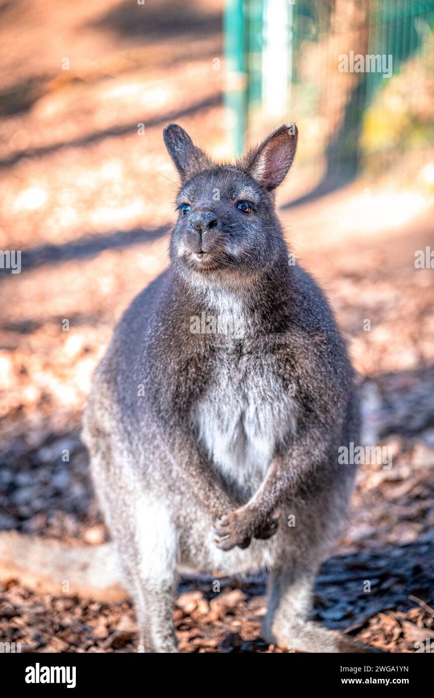 Wallaby Känguru (Macropodidae) in seiner natürlichen Umgebung, Eisenberg, Thüringen, Deutschland Stockfoto