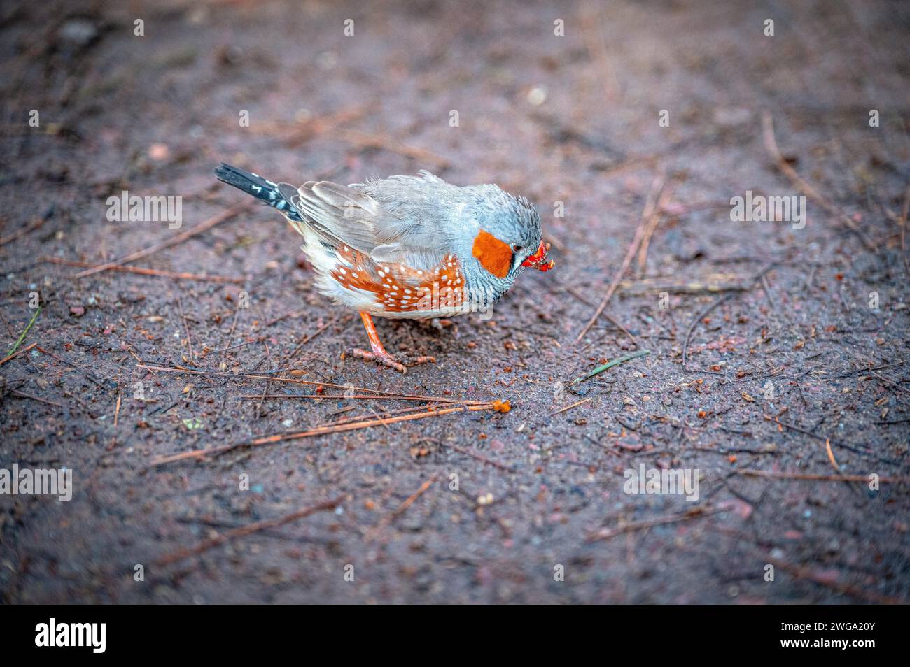 Australischer zebrafink (Taeniopygia castanotis) in seiner natürlichen Umgebung bei Sonnenschein, Eisenberg, Thüringen, Deutschland Stockfoto