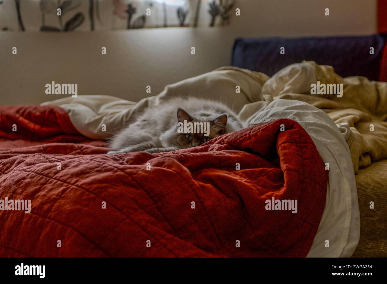 Ragdoll-Katze fühlt sich zu Hause Stockfoto