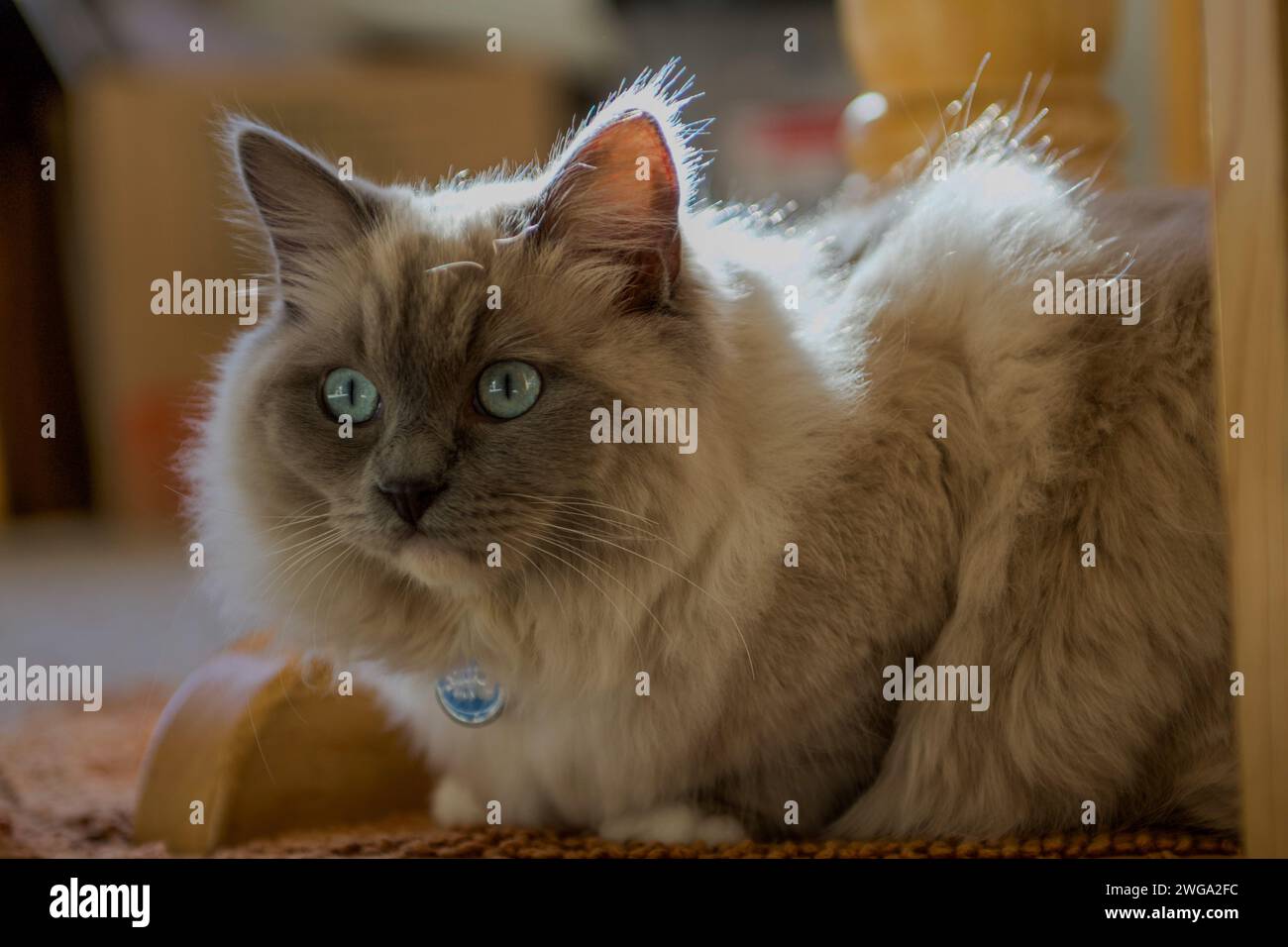 Ragdoll-Katze fühlt sich zu Hause Stockfoto
