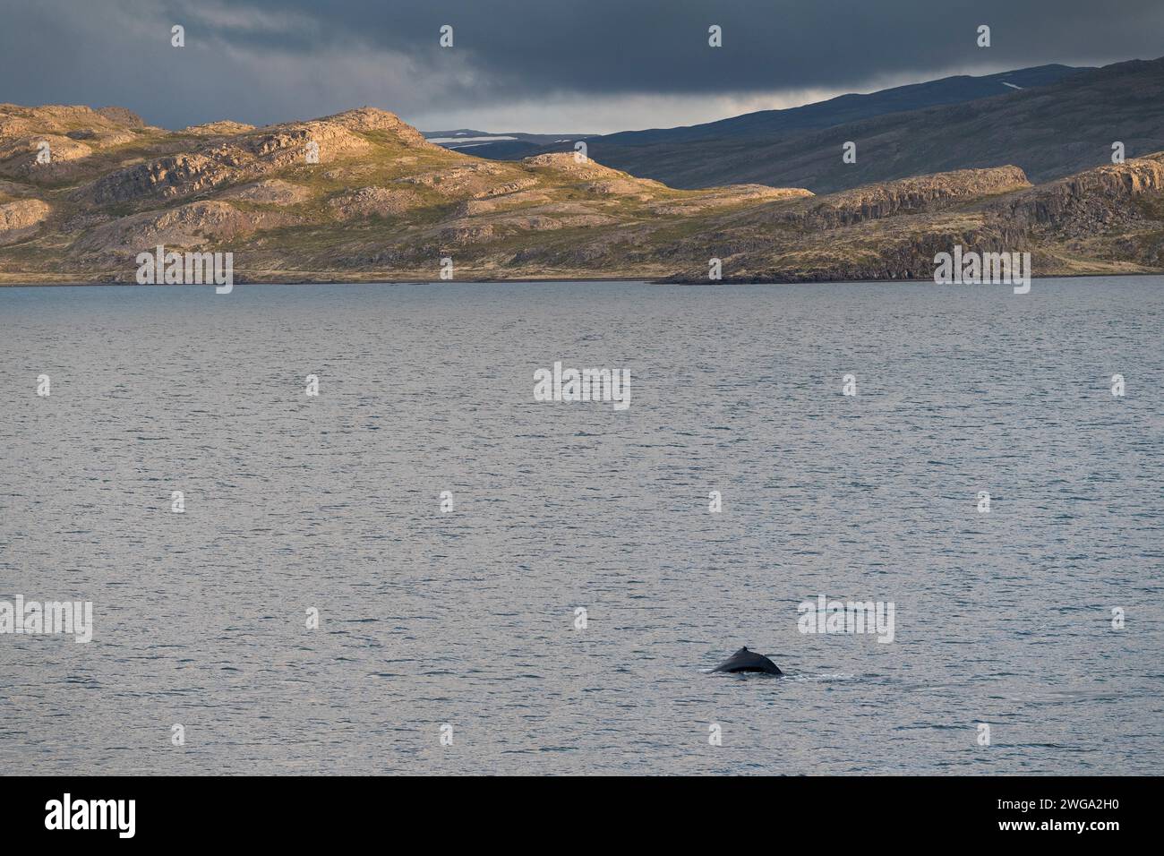 Wal, Steingrimsfjoerour, Westfjorde, Island Stockfoto