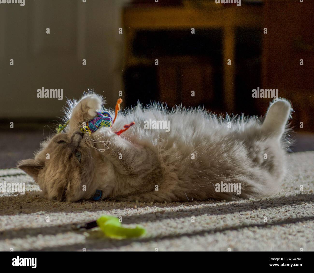 Ragdoll-Katze fühlt sich zu Hause Stockfoto