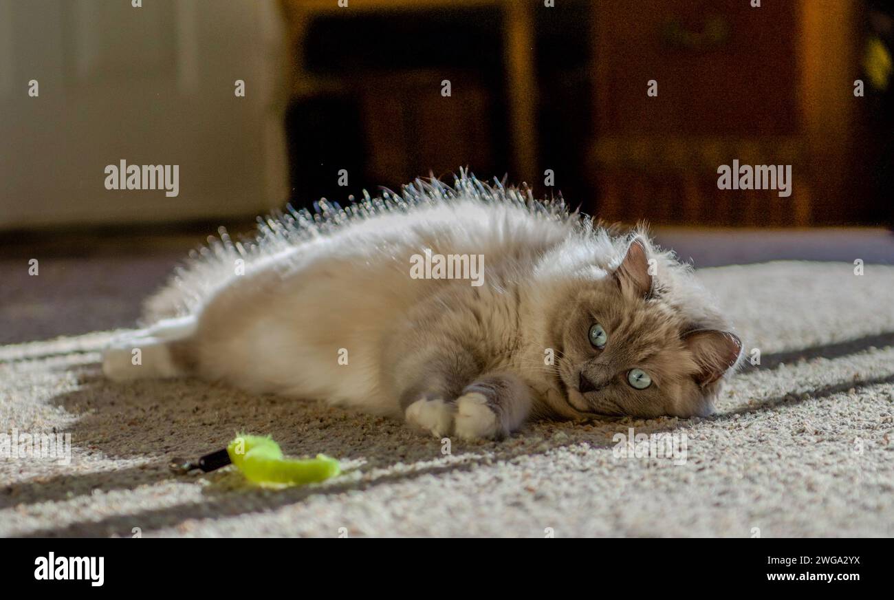 Ragdoll-Katze fühlt sich zu Hause Stockfoto