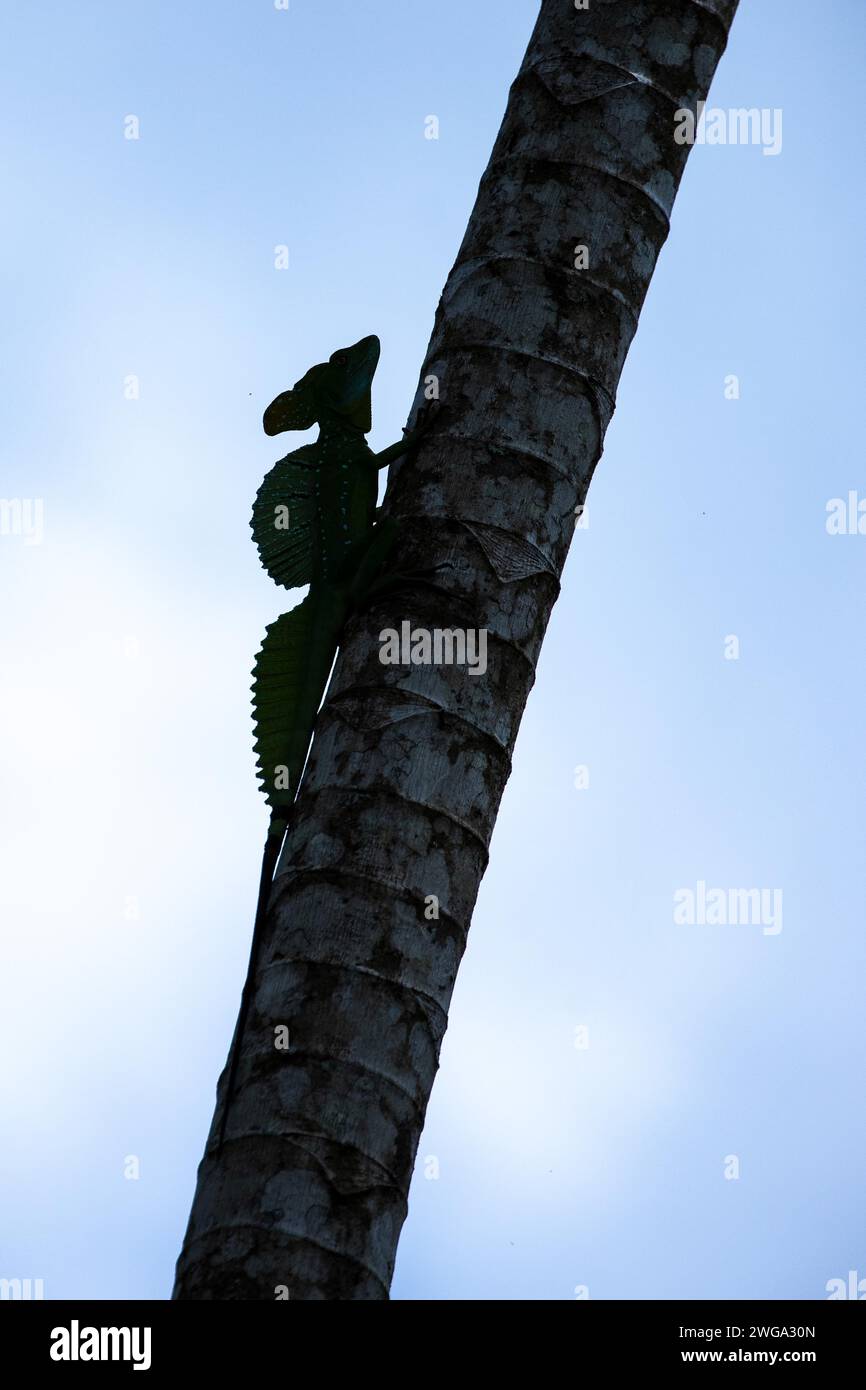 Basiliscus plumifrons, Federbusbasilisk, Jesus Christus Echse Costa Rica, Mittelamerika, Mittelamerika Stockfoto