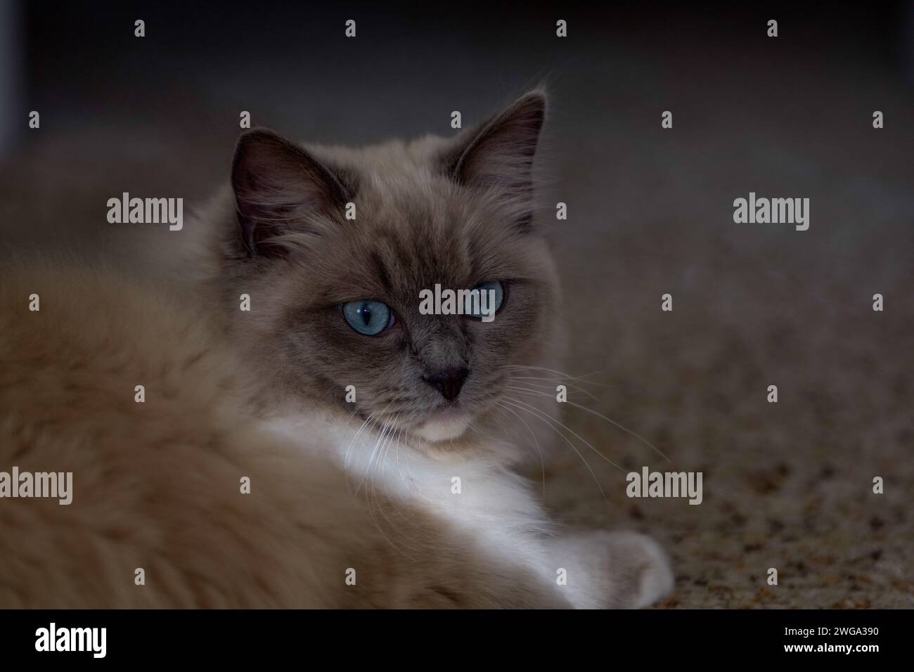Ragdoll-Katze fühlt sich zu Hause Stockfoto