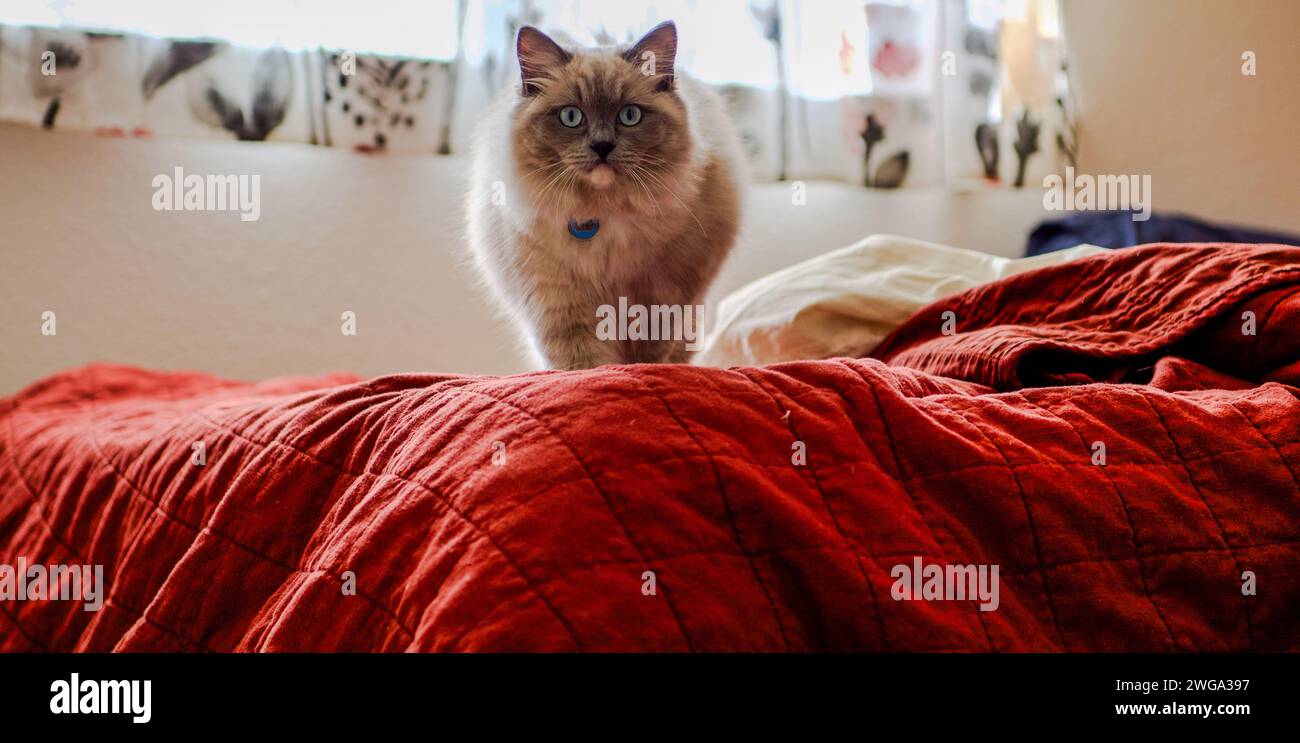 Ragdoll-Katze fühlt sich zu Hause Stockfoto