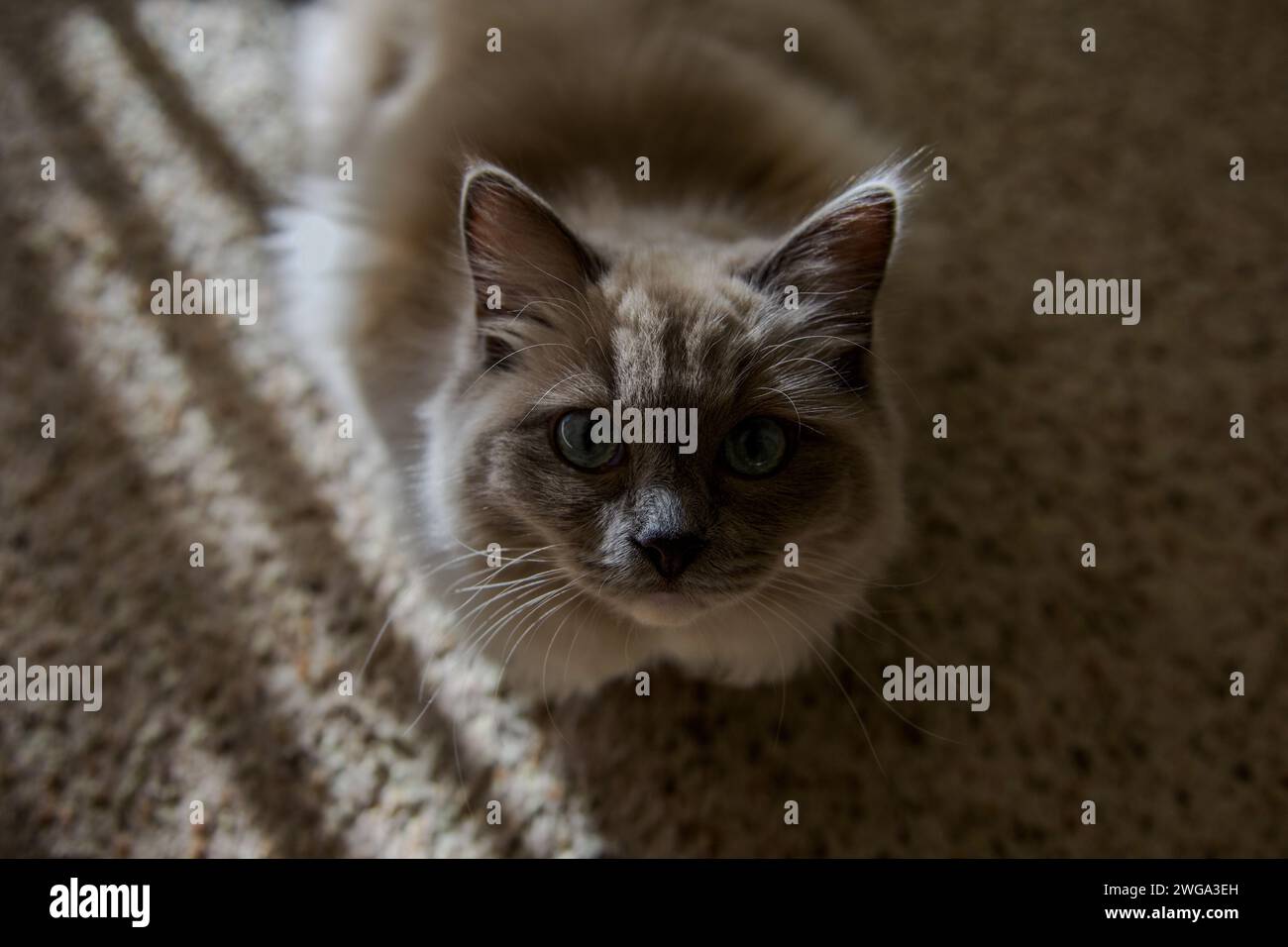 Ragdoll-Katze fühlt sich zu Hause Stockfoto