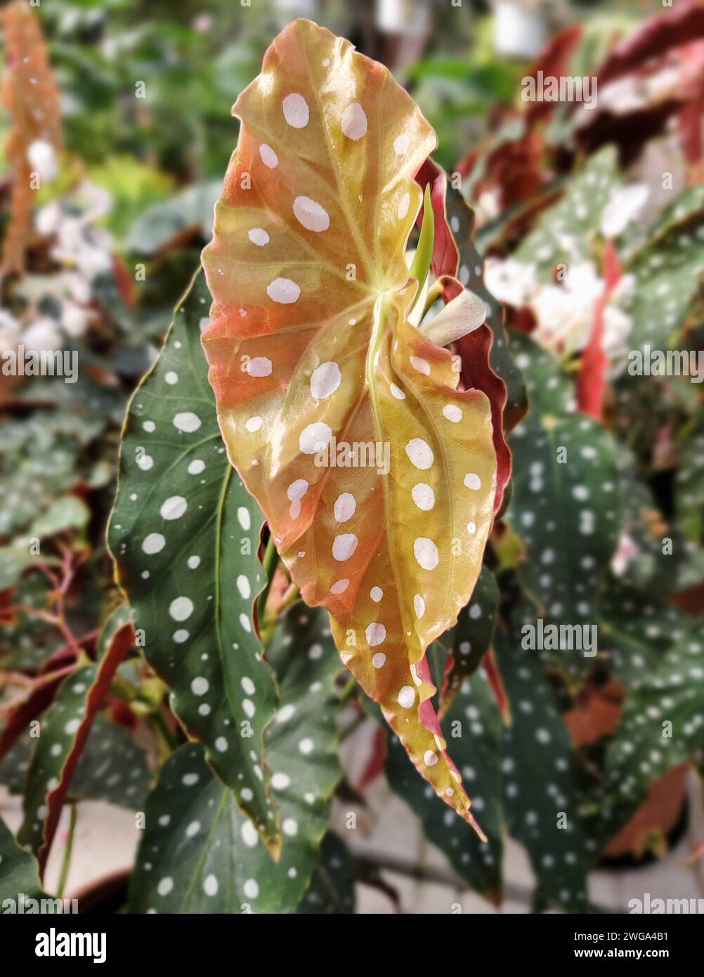Nahaufnahme eines roten Blattes von Polka Dot Begonia, auch bekannt als Begonia maculata Stockfoto
