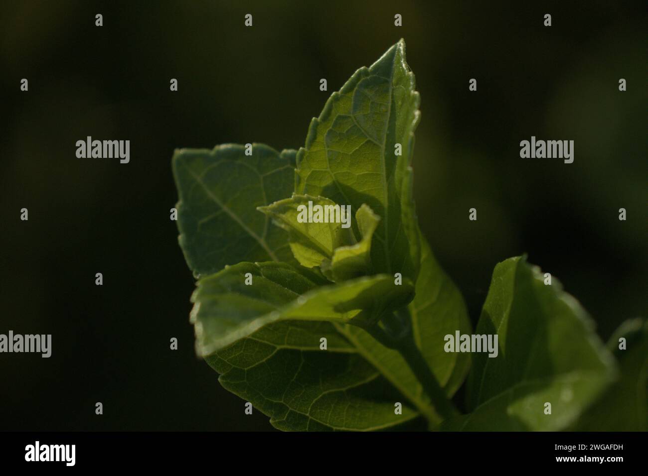 Grünes Blatt in dichtem Unterholz Stockfoto