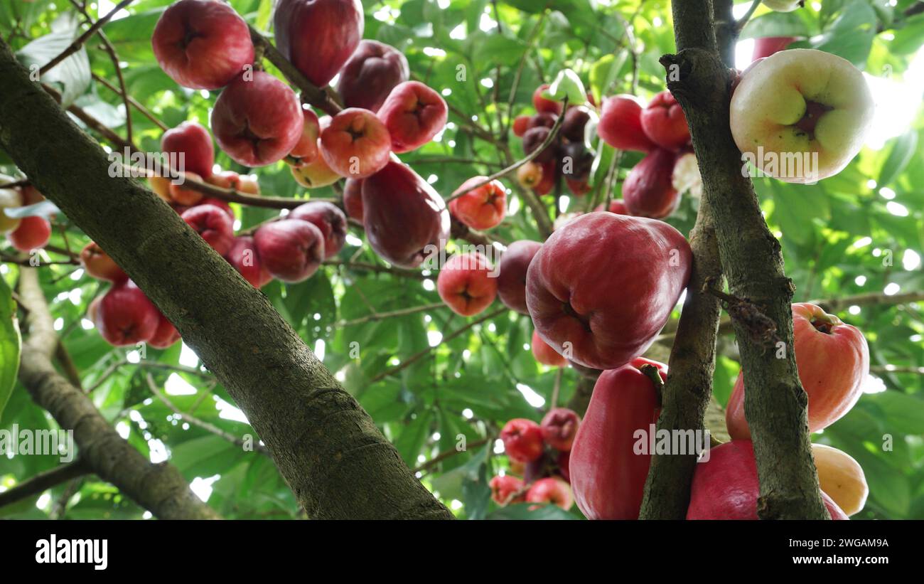 Jamaikanische Guave Frucht noch auf dem Baum Stockfoto