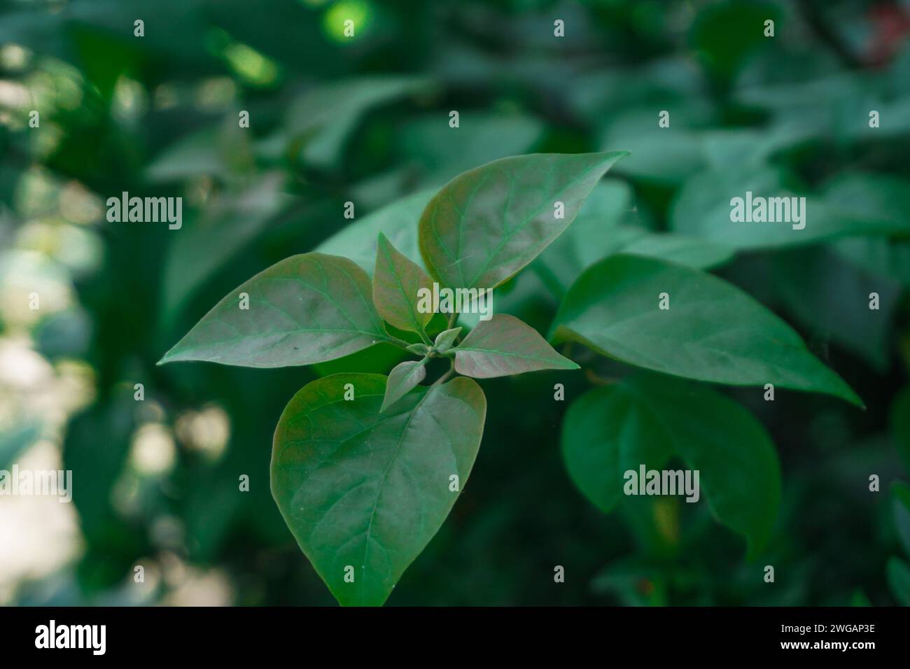 Die Blätter und Triebe der Zierpflanze Bougainvillea sind dem sanften Morgensonnenlicht ausgesetzt Stockfoto