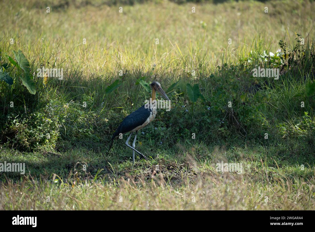 Ein Storch, der mitten auf einem weiten, offenen Feld steht. Stockfoto