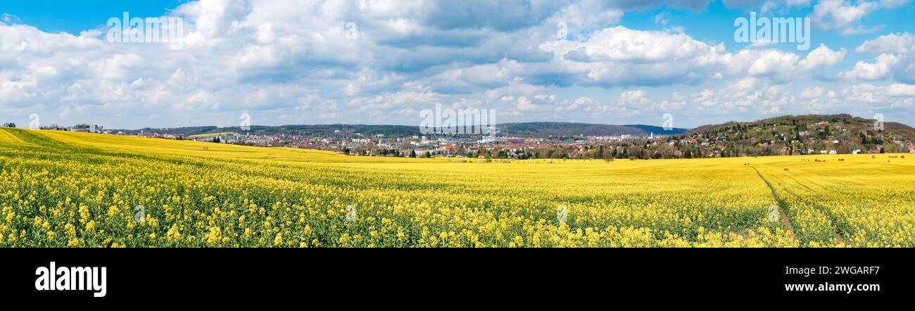 Riesige gelbe Landschaft: Ruhiges Rapsfeld in der Prärie Stockfoto