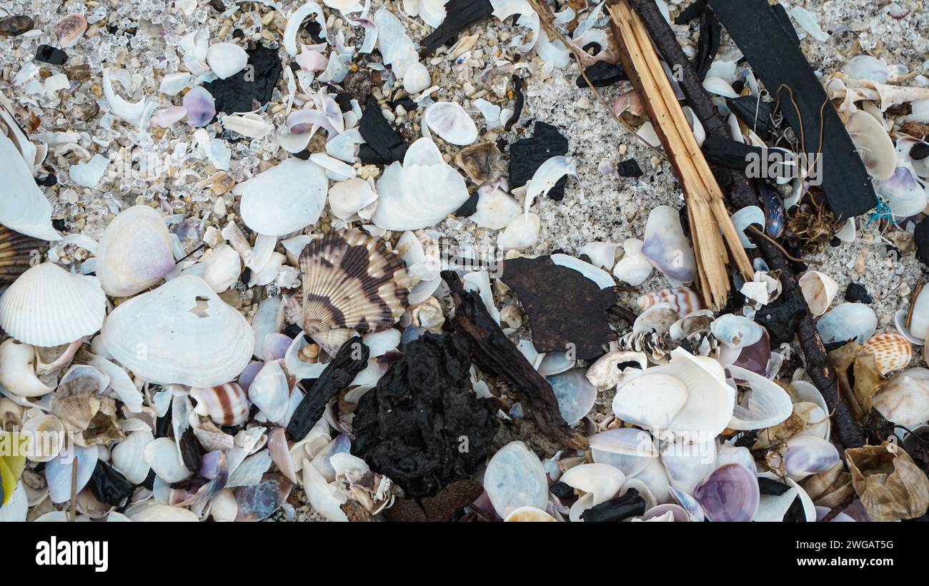Muschelschalen oder Muschelschalen auf dem Strandsand Stockfoto
