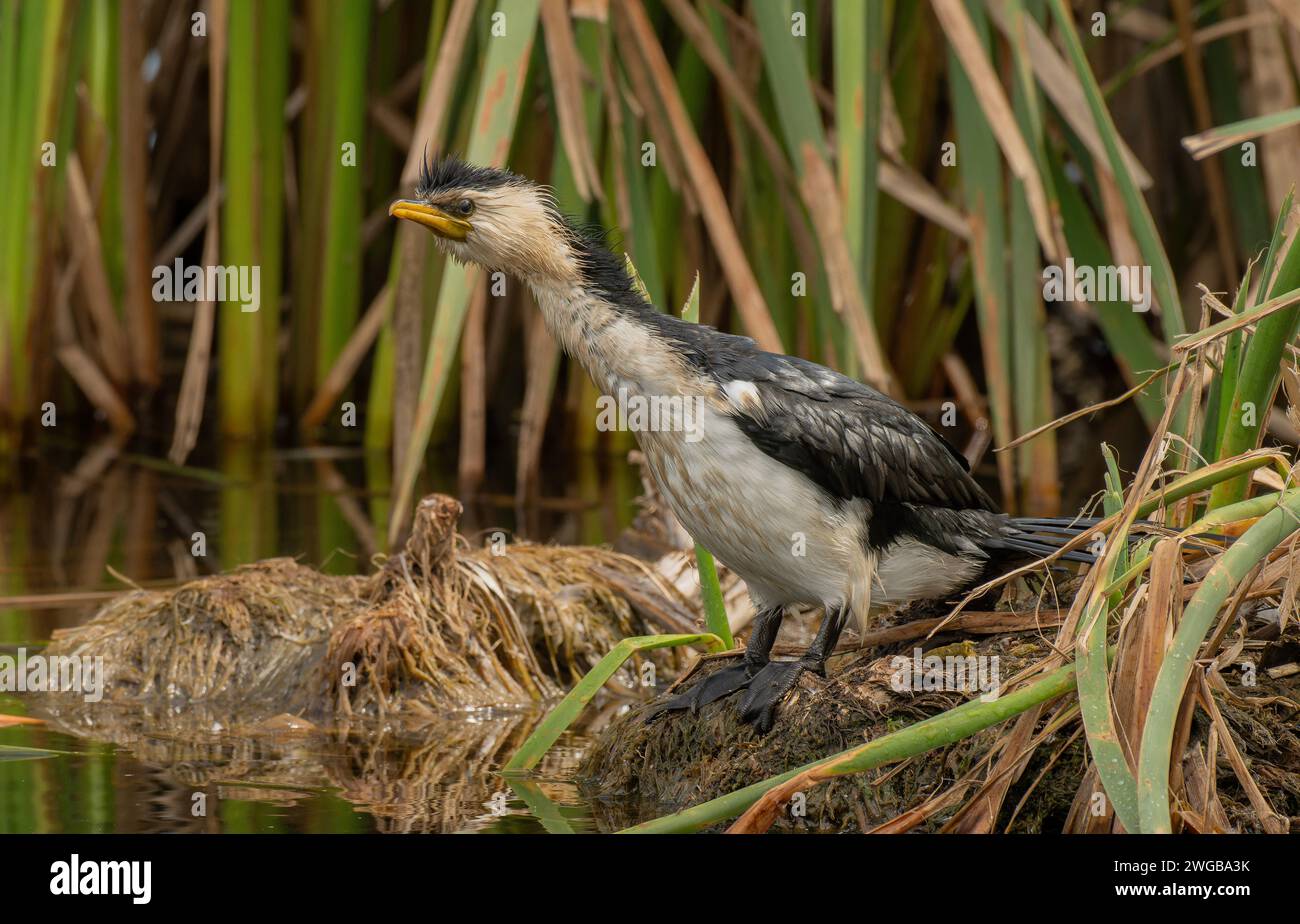 Kleiner Rattenkormoran, Microcarbo melanoleucos, besiedelt im Sumpf am See. Victoria, Australien. Stockfoto