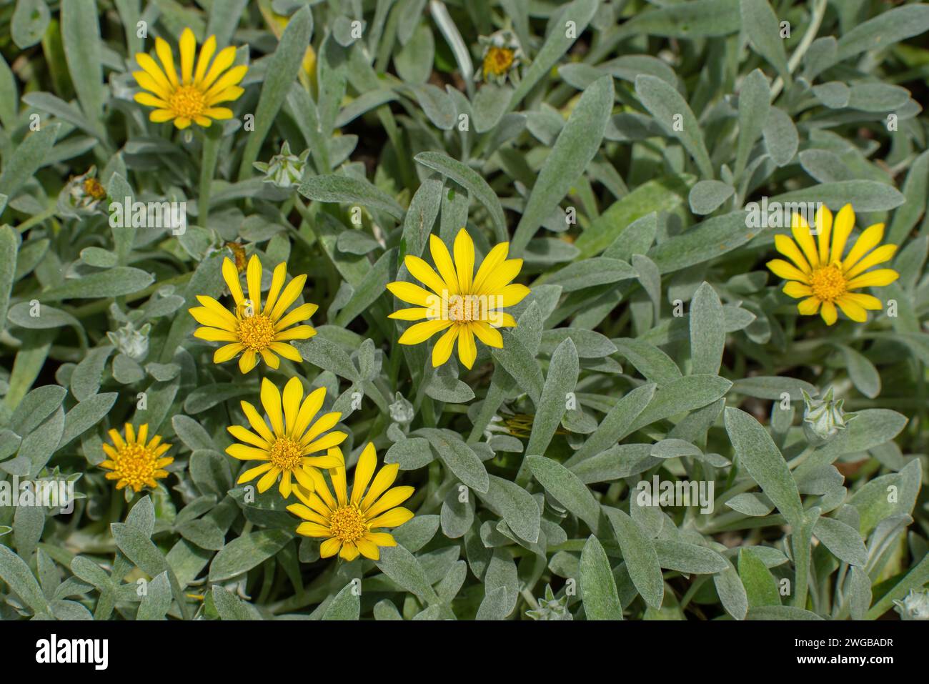 Wollschatzblume, Gazania rigens var. Leucolaena, in Blüte; südliches Afrika, Stockfoto