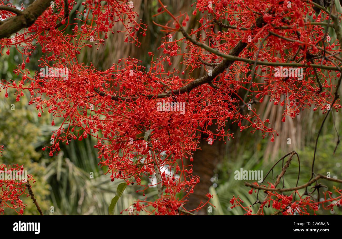 Flammenbaum, Brachychiton acerifolius, blüht im Hochsommer im Garten, Australien Stockfoto
