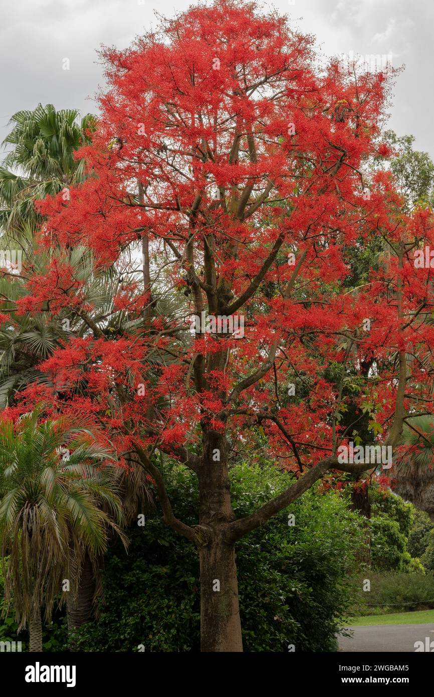 Flammenbaum, Brachychiton acerifolius, blüht im Hochsommer im Garten, Australien Stockfoto