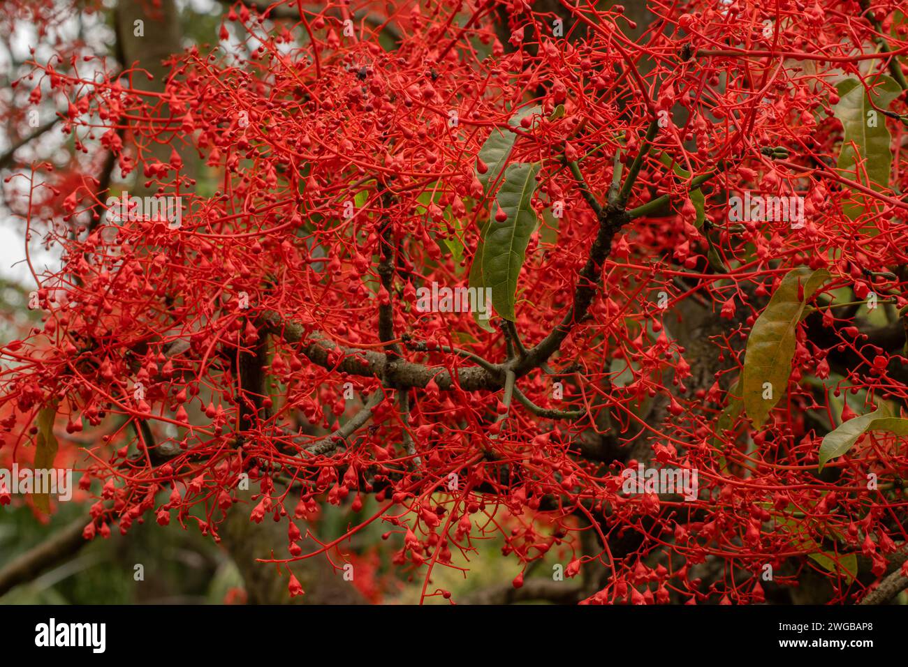 Flammenbaum, Brachychiton acerifolius, blüht im Hochsommer, Australien. Stockfoto
