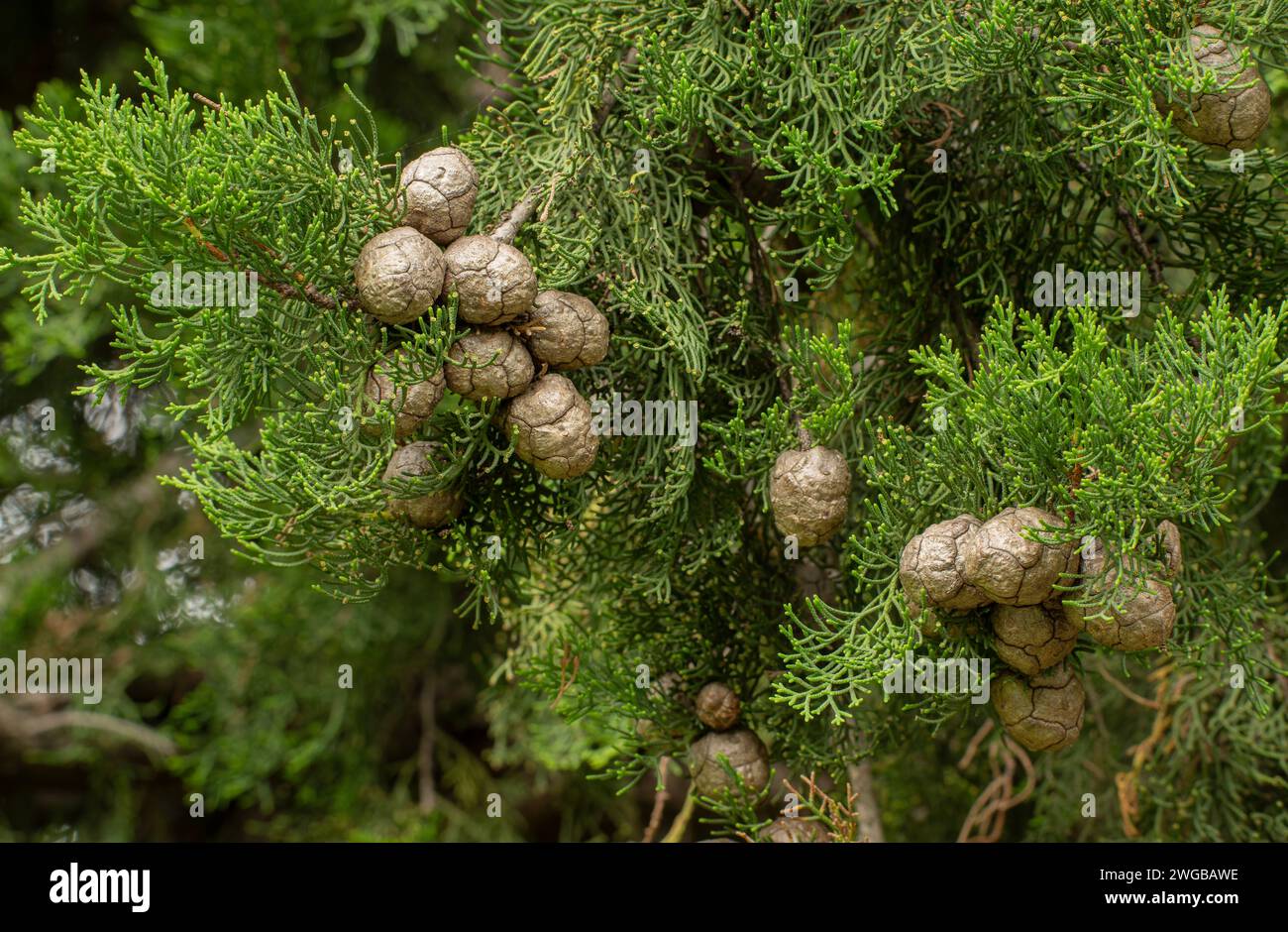 Weibliche Kegel der Funereischen Zypresse oder der italienischen Zypresse, Cupressus sempervirens. Stockfoto
