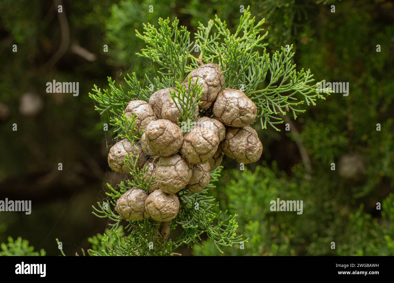 Weibliche Kegel der Funereischen Zypresse oder der italienischen Zypresse, Cupressus sempervirens. Stockfoto
