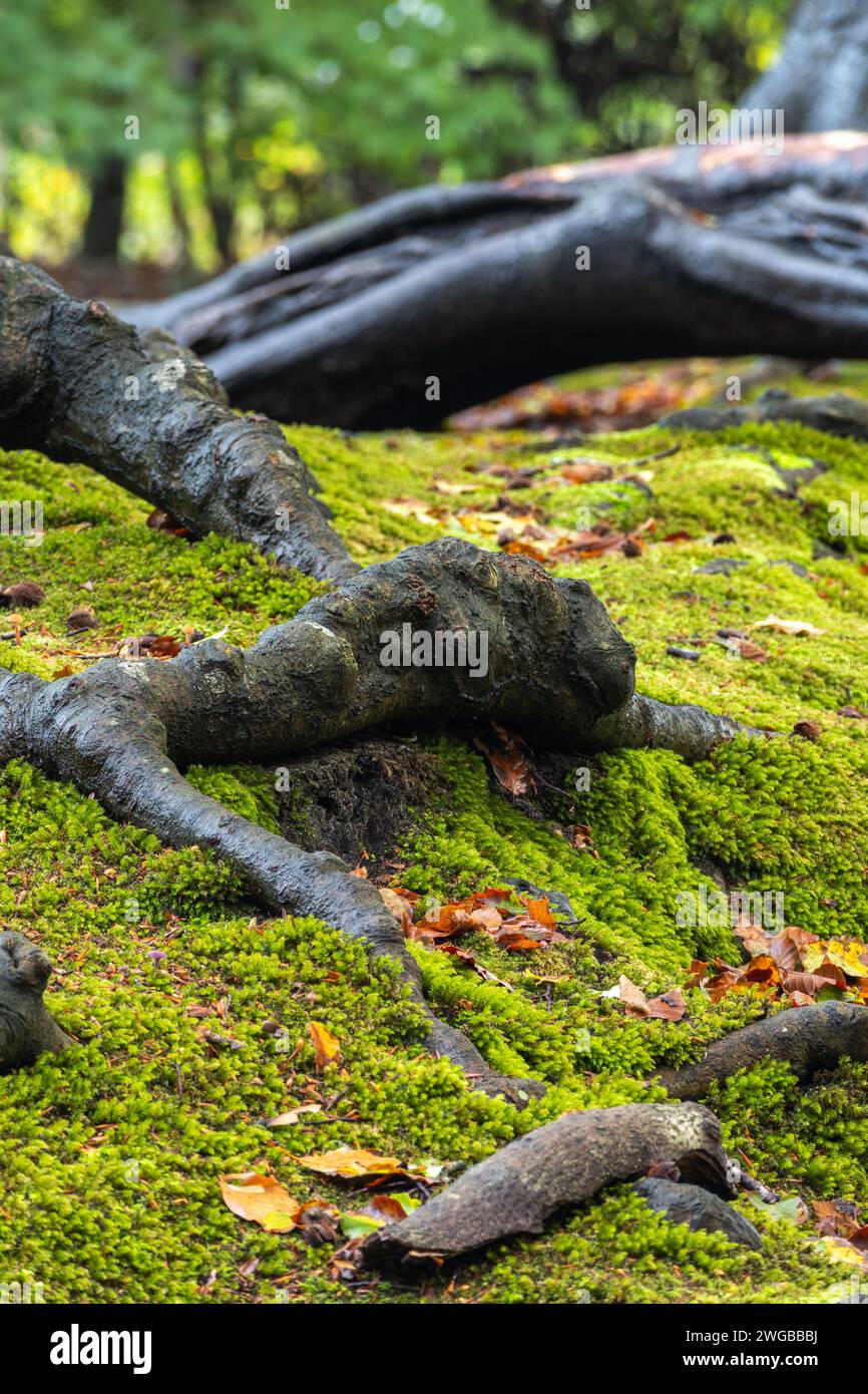 Baumwurzeln über dem Boden inmitten des Mooses. Der Herbst bringt einen Farbenprunk im Wald. Die Leaves zeigen eine Mischung aus Grün, Gelb und Braun Stockfoto