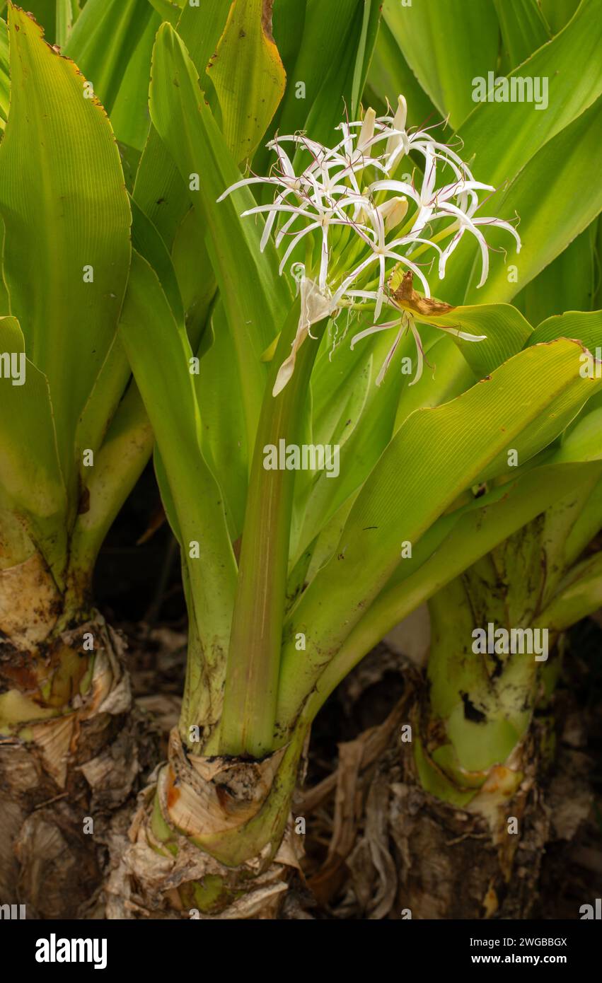 Sumpflilie, Crinum pedunculatum, im Sommer blühend; Ostküste Australiens. Stockfoto