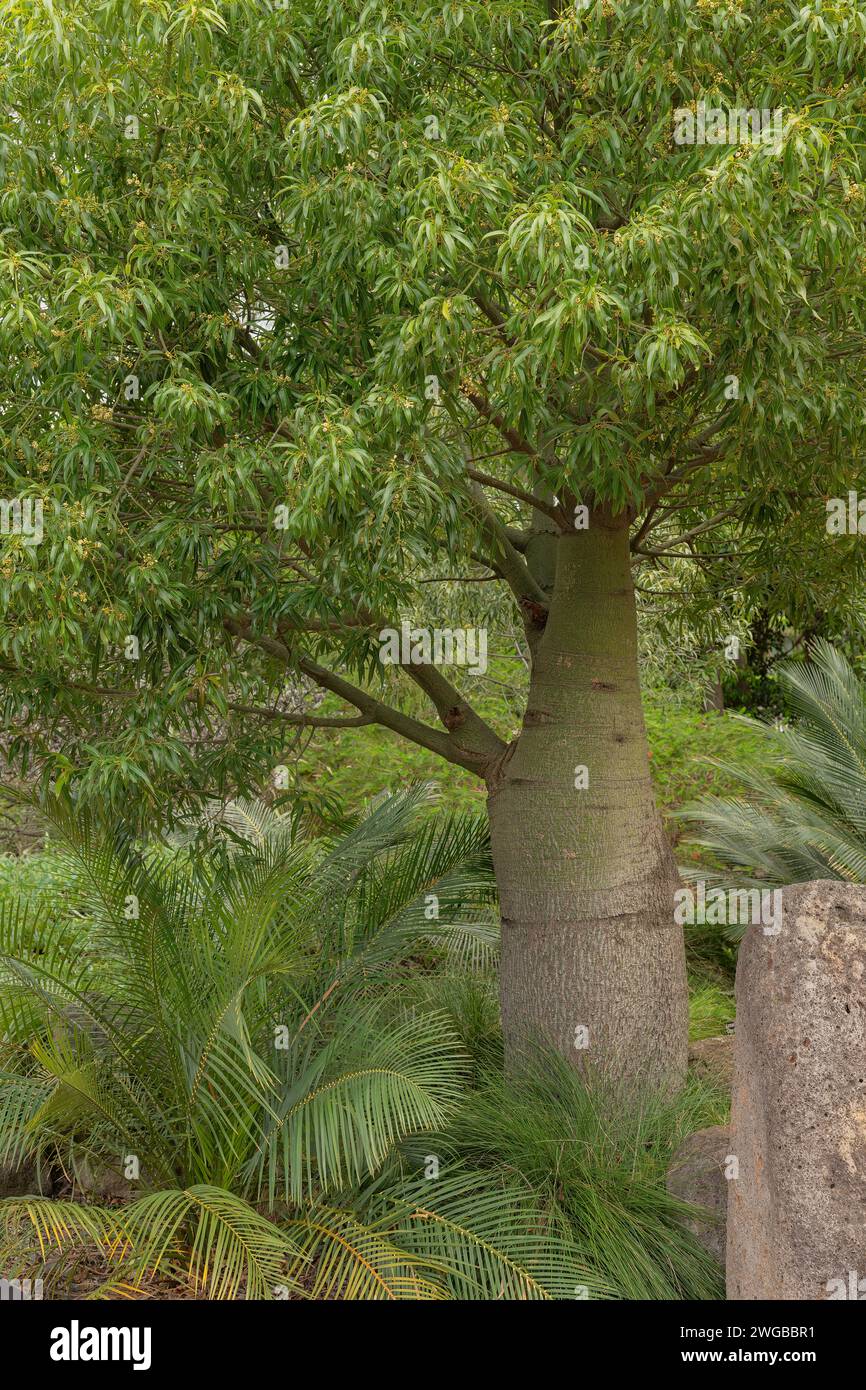 Queensland Flaschenbaum, Brachychiton rupestris. In der Kultivierung, Queensland. Stockfoto
