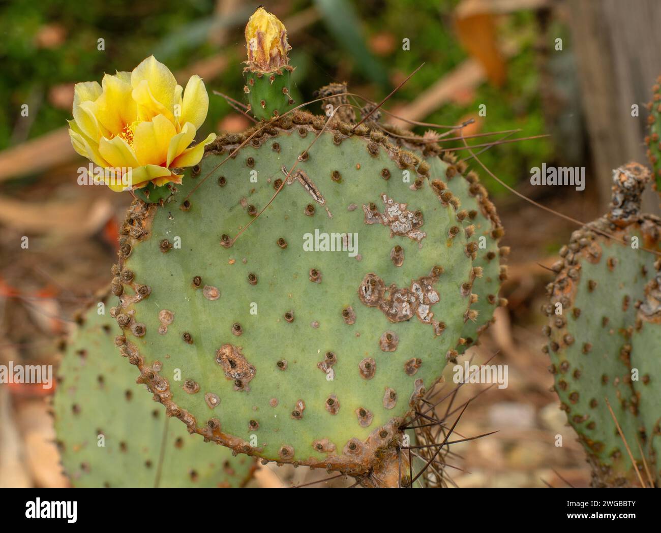 Opuntia azurea im Big Bend National Park, Texas. Stockfoto