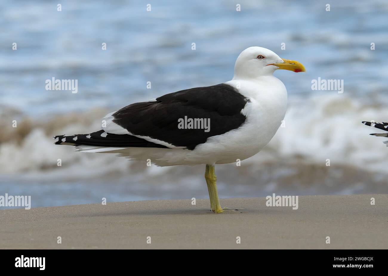 Seetangmöwe, Larus dominicanus, hoch oben auf Sandstrand. Tasmanien. Stockfoto