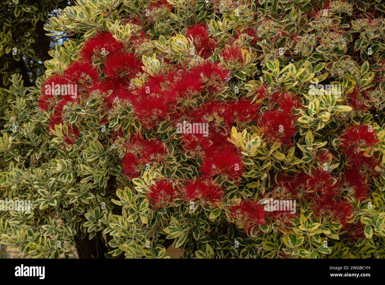 Variegated New Zealand Christmas Bush, Metrosideros excelsa 'variegata', Pohutukawa, Stockfoto