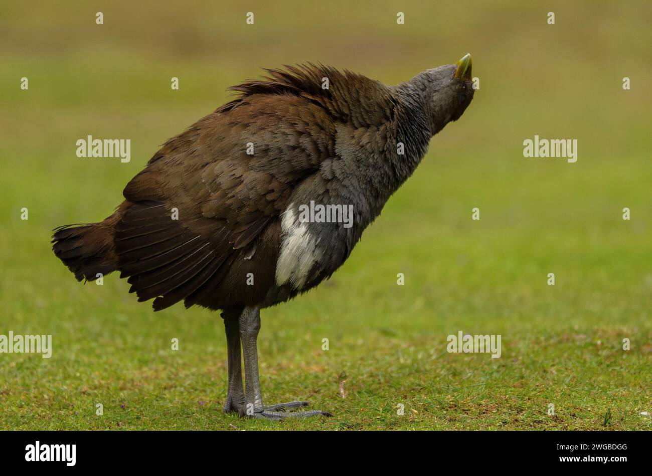 Tasmanische Einheimische, Tribonyx mortierii, fressen sich von Grasland, drehen ihren Hals, um nach oben zu schauen. Stockfoto