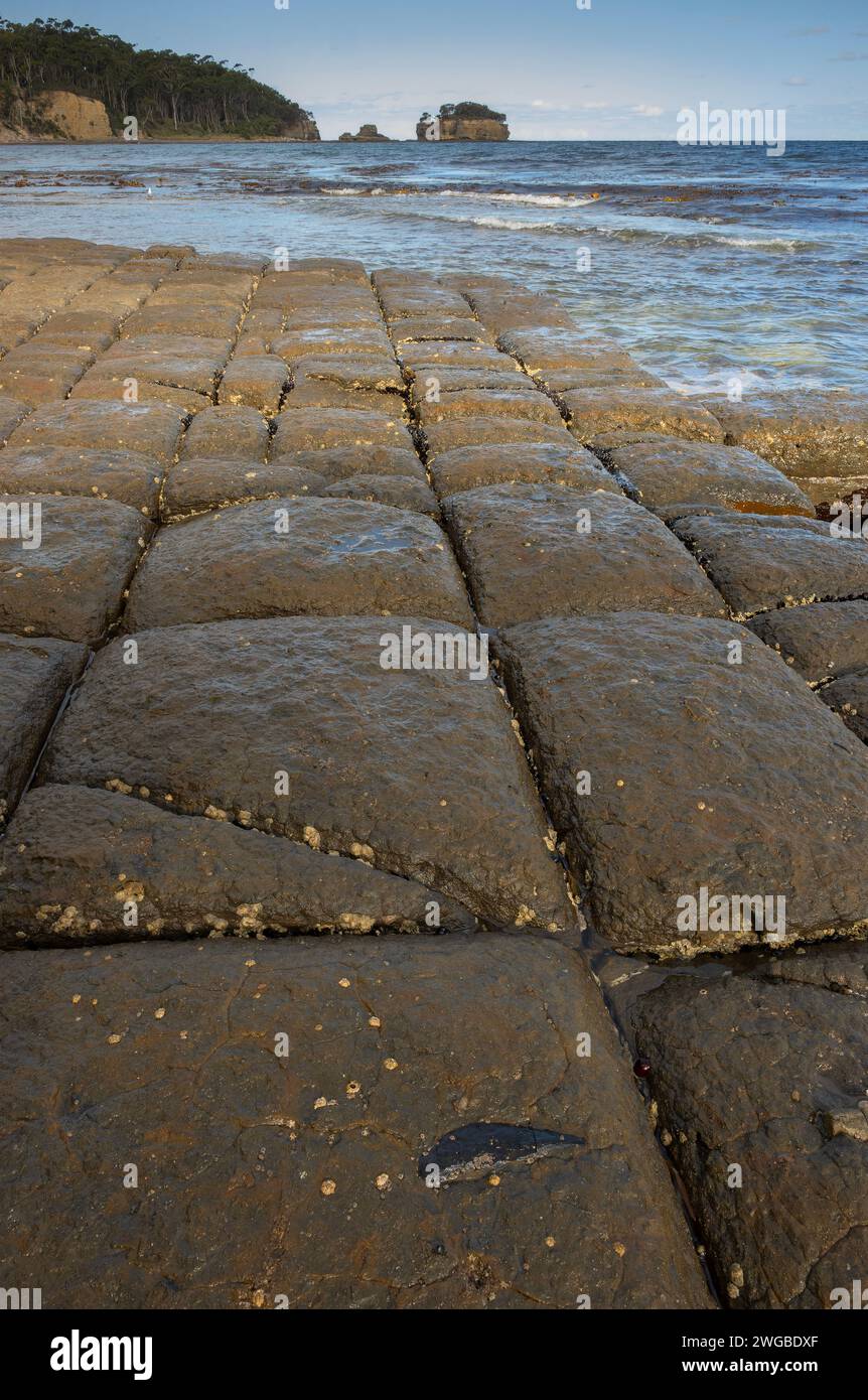 Tessellierter Bürgersteig, in Pirates Bay, Tasmanien. Eine erodierte Meeresplattform aus permischem Siltstein. Stockfoto