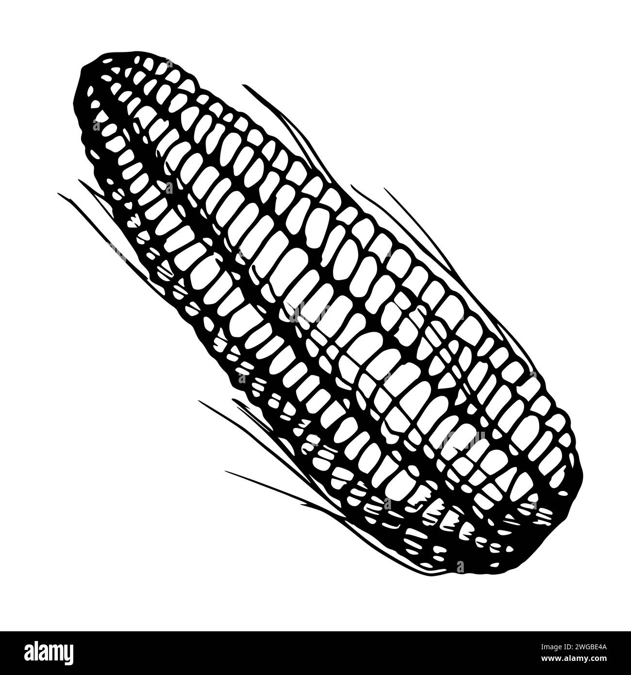 Hand gezeichnete Tinte Vektor Illustration, Bauernhof Getreide Gemüse Mais Mais landwirtschaftliche Lebensmittel vegetarisch. Isolierter weißer Hintergrund für ein einzelnes Objekt. Design Stock Vektor