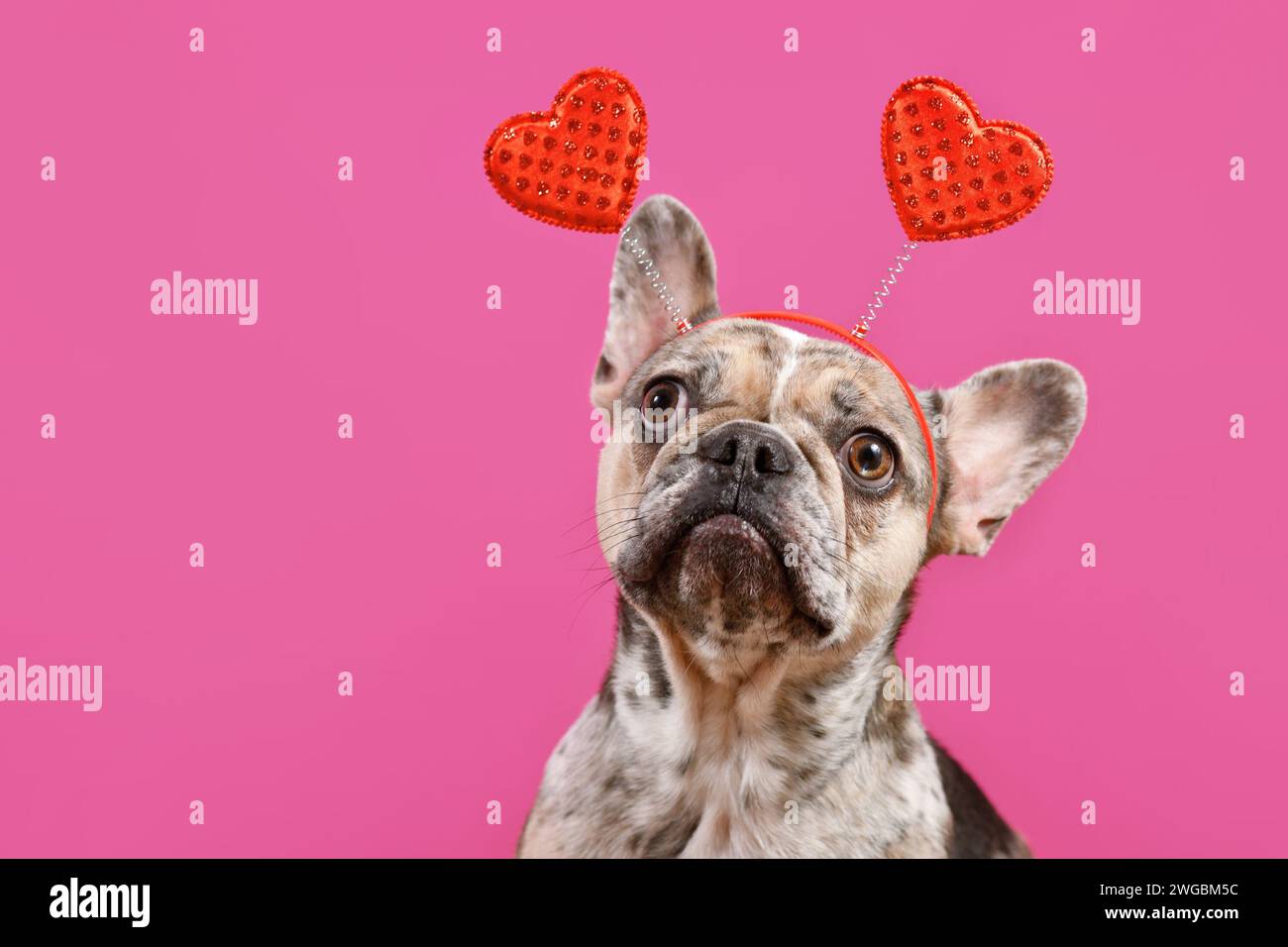 Lustiger französischer Bulldog Hund trägt Valentinstag Stirnband mit roten Herzen auf rosa Hintergrund Stockfoto