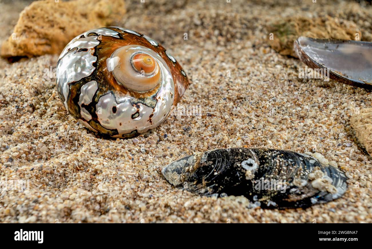 Perlschnecken-Muschel von Turbo sarmaticus südafrikanischem Turban auf dem Sand Stockfoto