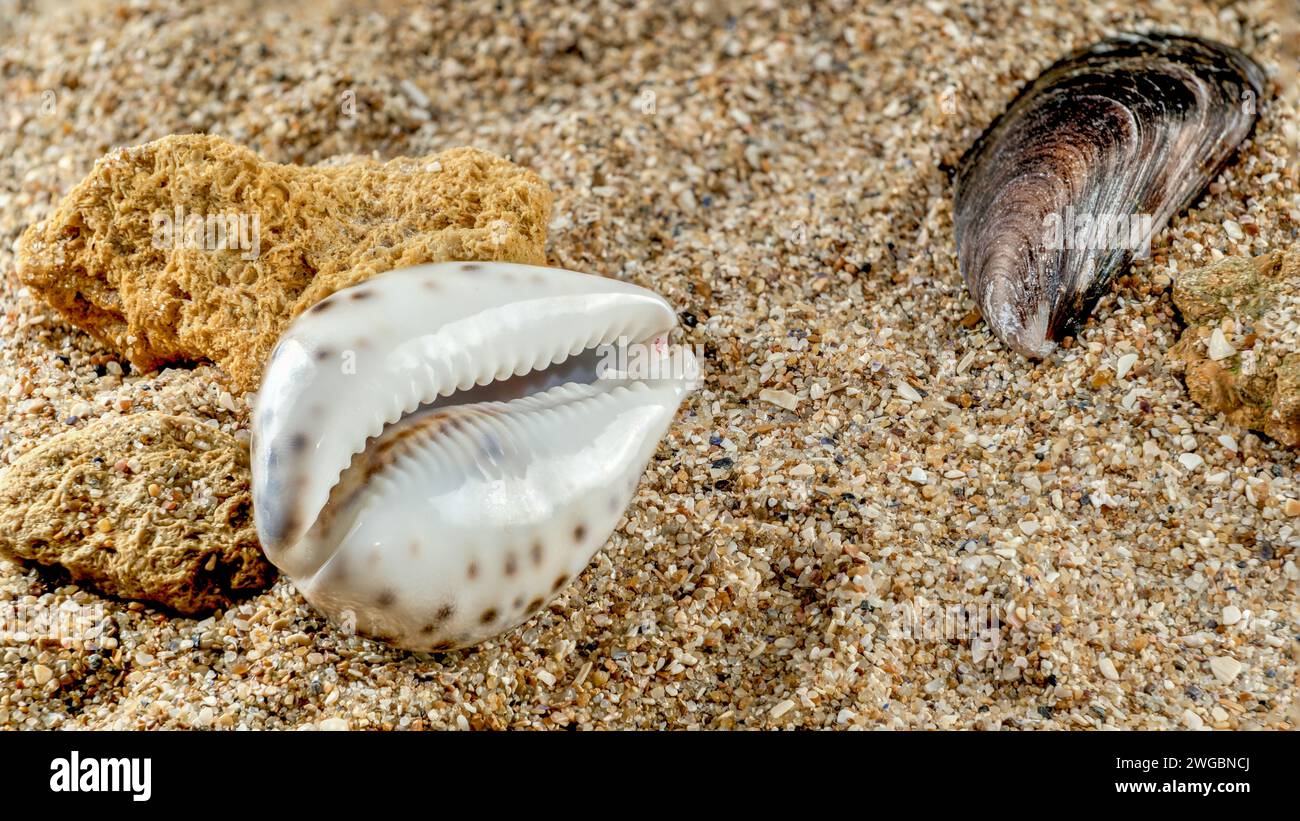 Cypraea tigris oder Tiger Cowrie Sea Shell auf dem Sand Stockfoto
