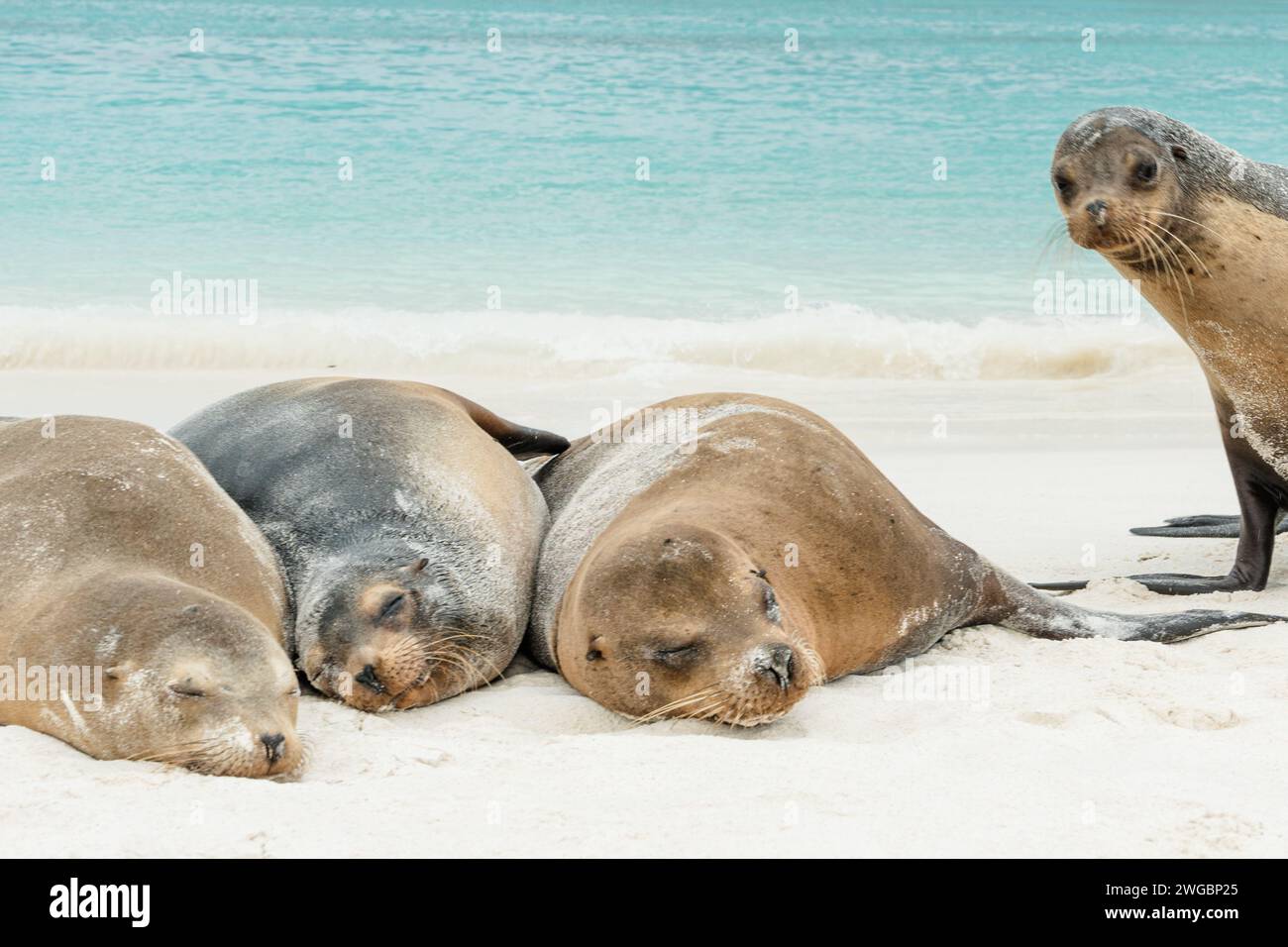 Wach auf! Neugierig lustiger Seelöwen krachen auf dem Foto von 3 schlafenden Seelöwen im pazifik von galapagos Stockfoto