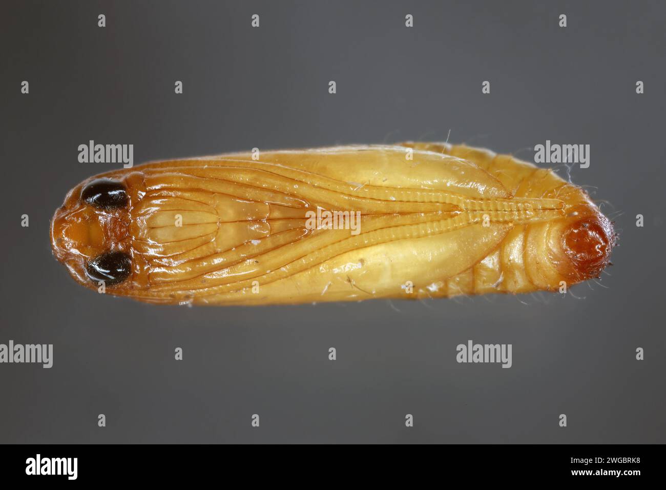 Europäischer Getreidewurm oder europäischer Getreidemotten (Nemapogon granella). Entwicklungsstadium - Puppe. Stockfoto