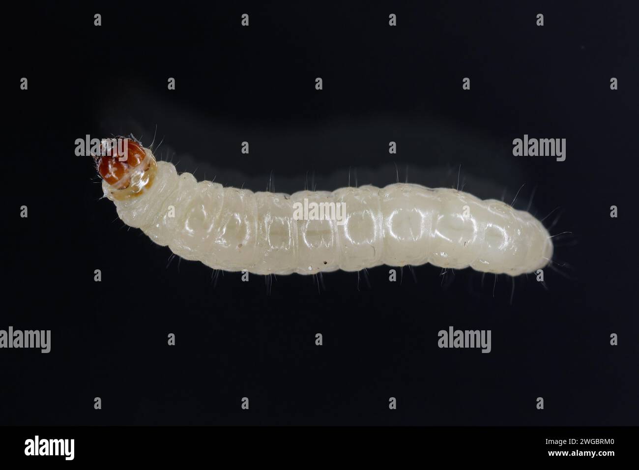 Europäischer Getreidewurm oder europäischer Getreidemotten (Nemapogon granella). Raupe – Larve. Stockfoto