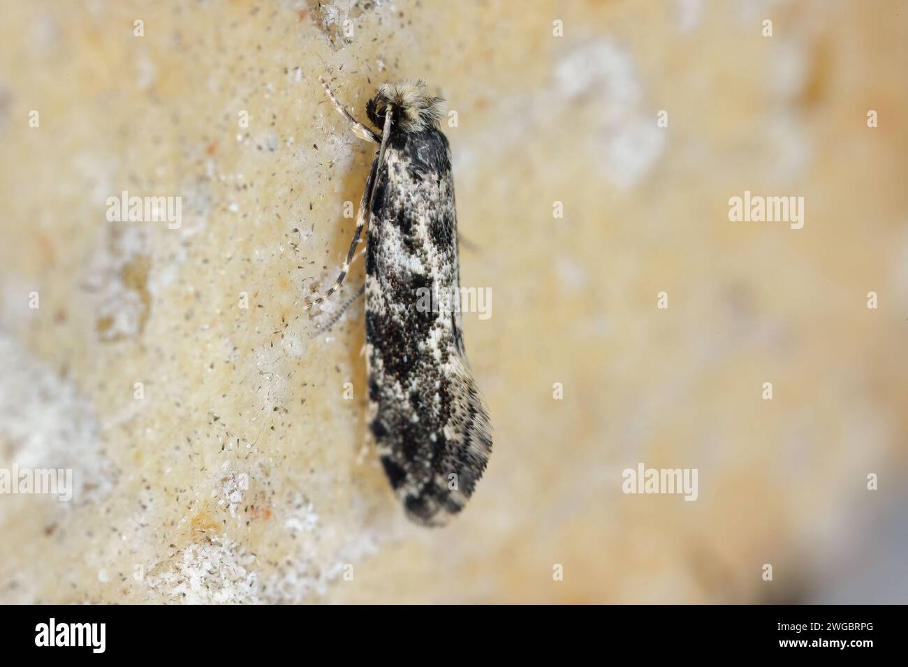 Europäischer Getreidewurm oder europäischer Getreidemotten (Nemapogon granella). Eine Motte auf einem Brötchen, in dem Raupen lebten. Stockfoto